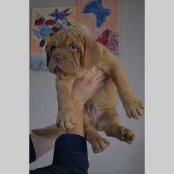 bordoške doge štenci na prodaju besplatni mali oglasi