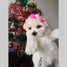 ženkica mini maltezera stara 7 nedelja, vakcinisana odnegovani u stanu besplatni mali oglasi