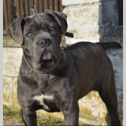 siva ženka cane corso na prodaju besplatni mali oglasi