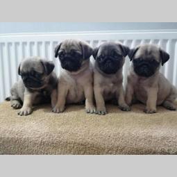mops štenci prodaja besplatni mali oglasi