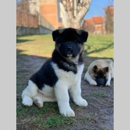 američka akita prelepa muška štenad besplatni mali oglasi