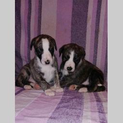 whippet mali engleski hrt štenci besplatni mali oglasi