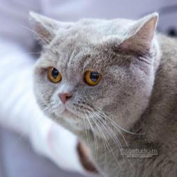 ruska plava,britanska i maine coon mačka besplatni mali oglasi