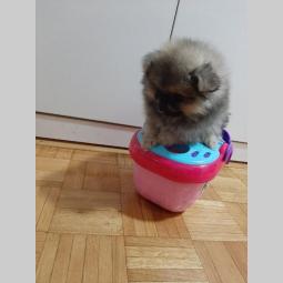 na prodaju štenci pomeranaca besplatni mali oglasi