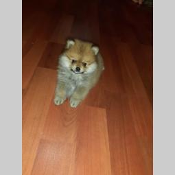 štenci pomeranca boo besplatni mali oglasi