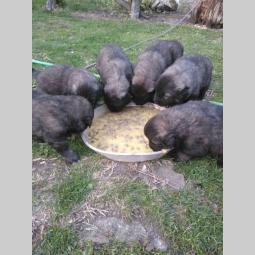štenci šarplaninaca šampionskog porekla besplatni mali oglasi