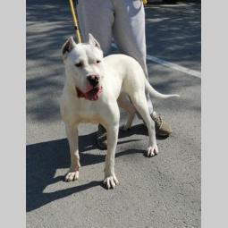 dogo argentino star 9 meseci besplatni mali oglasi