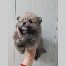 štenci pomeranaca na prodaju besplatni mali oglasi
