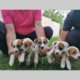 jack russel terijer štenci besplatni mali oglasi
