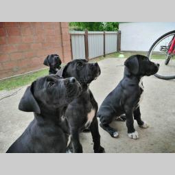 preslatki, napredni štenci cane corso besplatni mali oglasi