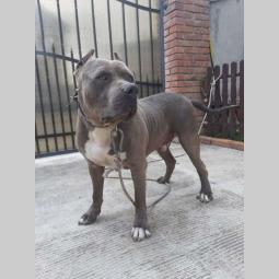štenci pitt bull a na prodaju besplatni mali oglasi