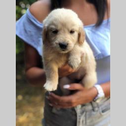 mešanci labradora i zlatnog retrivera besplatni mali oglasi
