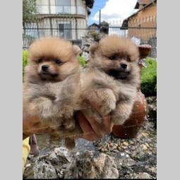 pomeranac boo štenci na prodaju besplatni mali oglasi