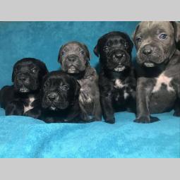 cane corso štenci na prodaju besplatni mali oglasi