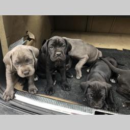 na prodaju štenci cane corso besplatni mali oglasi