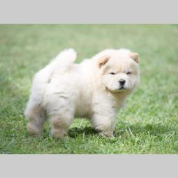 chow chow mužjak na prodaju besplatni mali oglasi