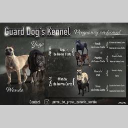 perro de presa de kamnar besplatni mali oglasi