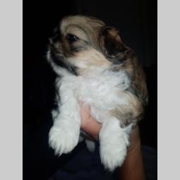 shi tzu prelepa ženkica besplatni mali oglasi