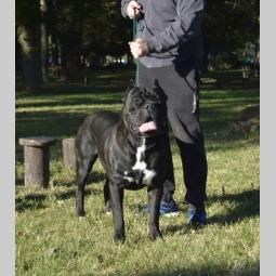 cane corso mužjak slobodan za parenje besplatni mali oglasi