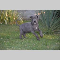 cane corso sivi štenci oba pola besplatni mali oglasi