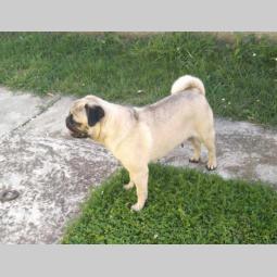 mops dve ženke na prodaju besplatni mali oglasi