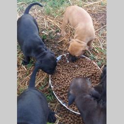 pit bul štenci na prodaju besplatni mali oglasi