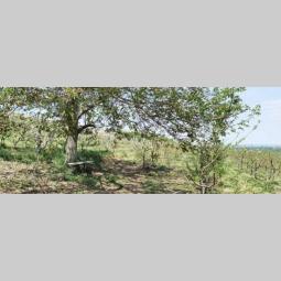 voćnjak i vinograd u banoštoru fruška gora besplatni mali oglasi