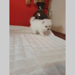 pomeranac boo štenci dobro odlakani besplatni mali oglasi