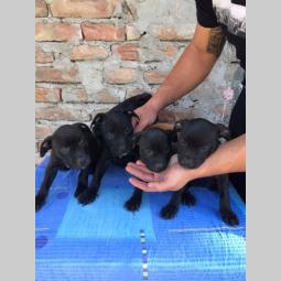pit bul štenci na prodaju besplatni mali oglasi