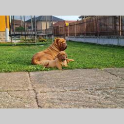 štenci borodske doge besplatni mali oglasi