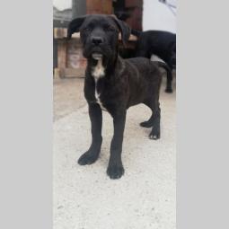 cane corso štenci besplatni mali oglasi