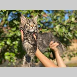 maine coon mace štenci muškog pola besplatni mali oglasi
