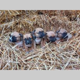 pit bull štenci besplatni mali oglasi