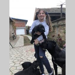 cane corso odlični štenci besplatni mali oglasi
