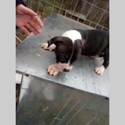pitbull štenci besplatni mali oglasi