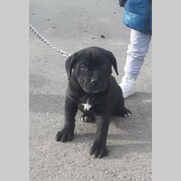 kane korso štenci besplatni mali oglasi