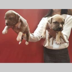 pit bull štenci na prodaju besplatni mali oglasi