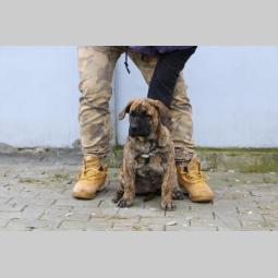 presa canario štenci besplatni mali oglasi