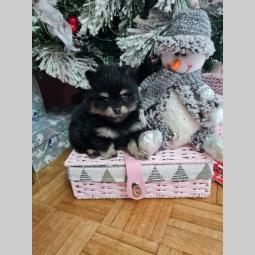 štenci pomeranca besplatni mali oglasi