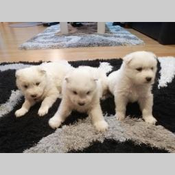 samojed štenci besplatni mali oglasi