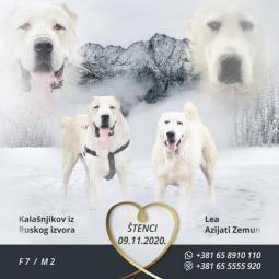 srednjeazijski ovčar vrhunskog porekla besplatni mali oglasi