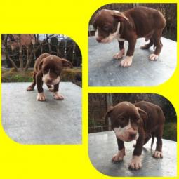 pitbull štenci besplatni mali oglasi