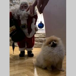 pomeranac boo štenci na prodaju besplatni mali oglasi