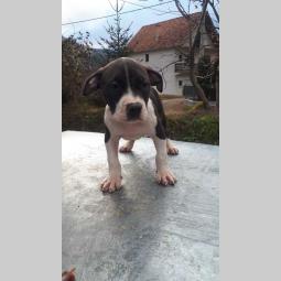 pit bull terijer štenci besplatni mali oglasi