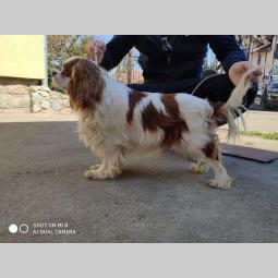 cavalier king charles spaniel besplatni mali oglasi