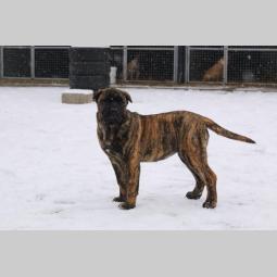 presa canario štenci besplatni mali oglasi