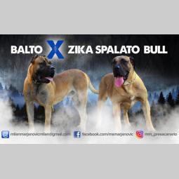 presa canario štenci na prodaju besplatni mali oglasi