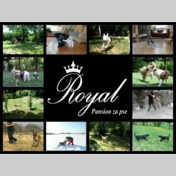 pansion royal za pse beograd voždovac besplatni mali oglasi