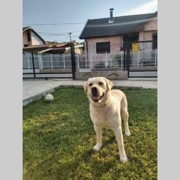 labrador star 3,5 godine spreman za parenje besplatni mali oglasi