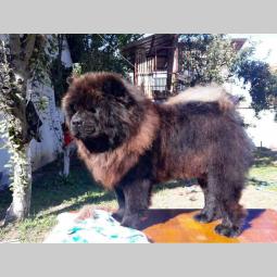 chow chow mužjak star 3 godine na prodaju besplatni mali oglasi